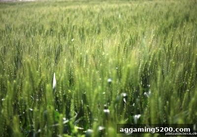 牛牛玩法全方位攻略：jdb电子假吗？从牌型概率到运营策略一网打尽
